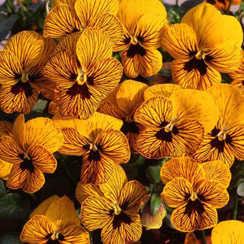 Viola Seeds Angel Tiger Eye Yellow Flower Seeds