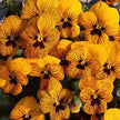 Viola Seeds Angel Tiger Eye Yellow Flower Seeds