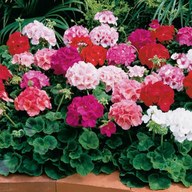 Geranium Maverick Mix