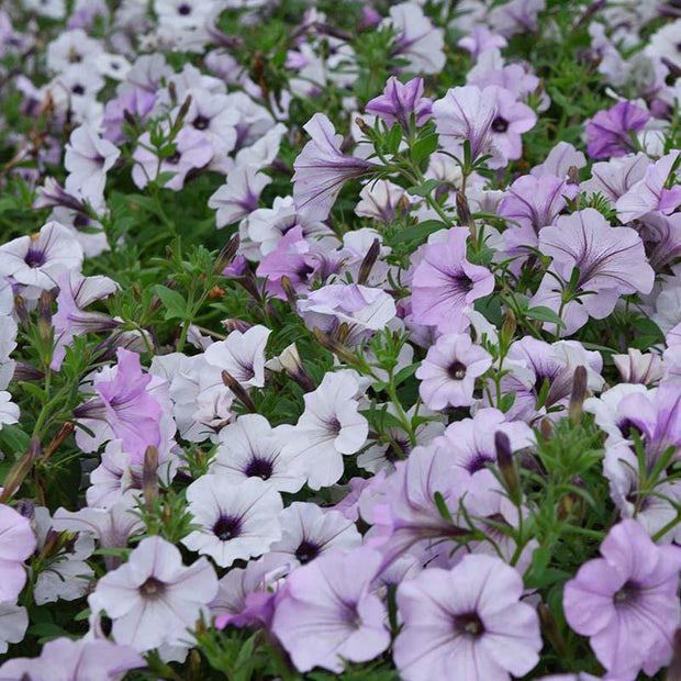 Petunia Tidal Wave Silver Seeds
