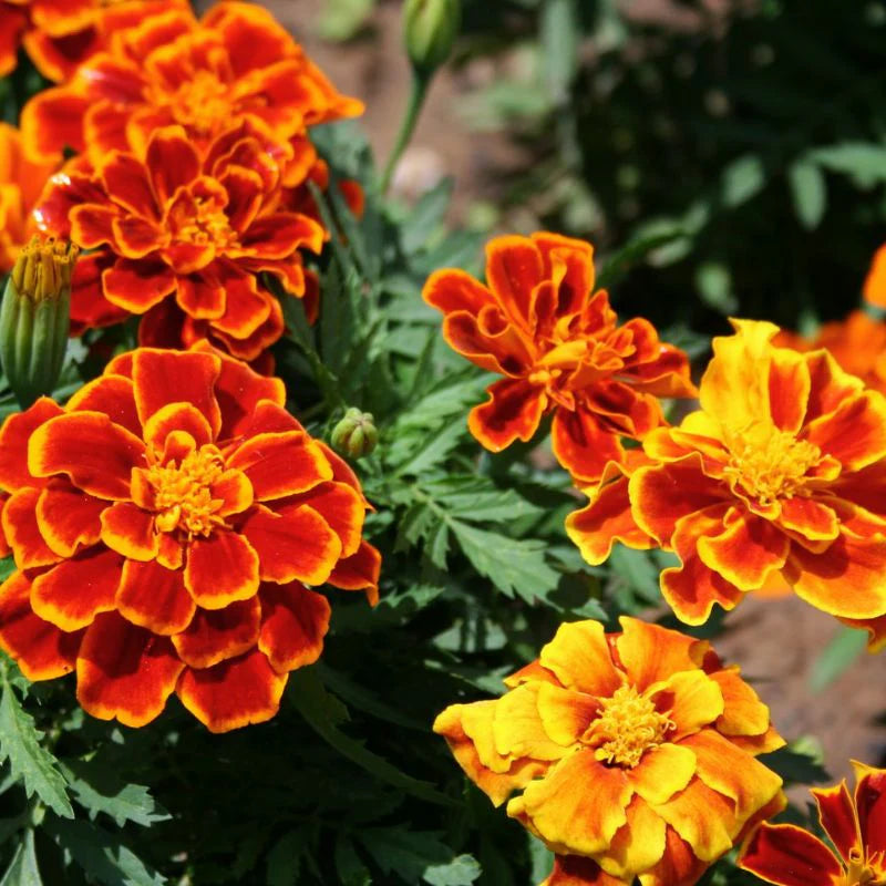 Heirloom Flower French Marigold Seed Durango Mix Flower Seeds