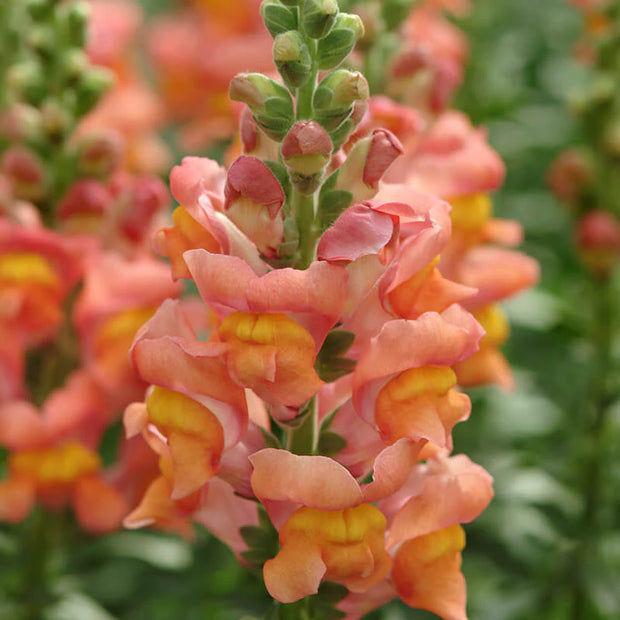 Snapdragon Potomac Orange Seeds