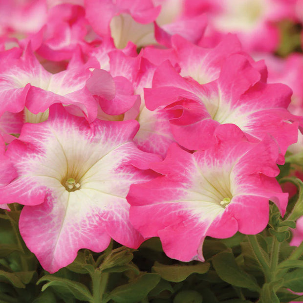 Petunia Dreams Rose Morn F1 Seeds
