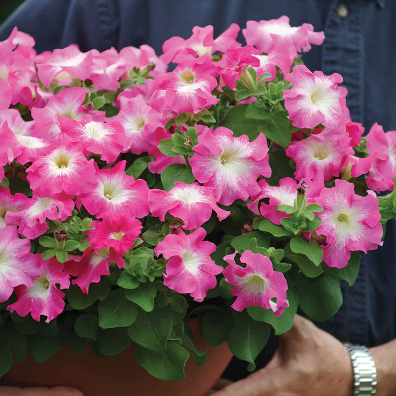 Petunia Dreams Rose Morn F1 Seeds