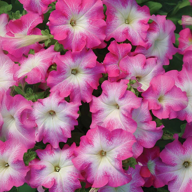 Petunia Dreams Rose Morn F1 Seeds