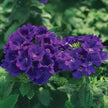 Verbena Tuscany Blue