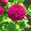 Benary's Giant Deep Wine Zinnia Seeds