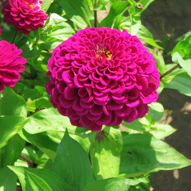 Benary's Giant Deep Wine Zinnia Seeds