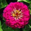 Benary's Giant Deep Wine Zinnia Seeds