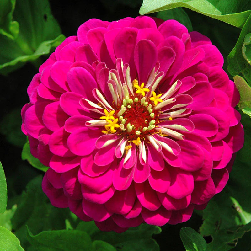 Benary's Giant Deep Wine Zinnia Seeds