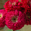 Benary's Giant Deep Wine Zinnia Seeds