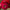 Benary's Giant Deep Wine Zinnia Seeds