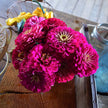 Benary's Giant Deep Wine Zinnia Seeds