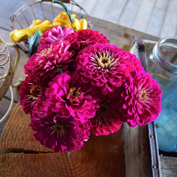 Benary's Giant Deep Wine Zinnia Seeds