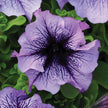 Heirloom Seeds, Petunia Daddy Blue Seeds 50 Petunias Flower Seeds  PELLETED