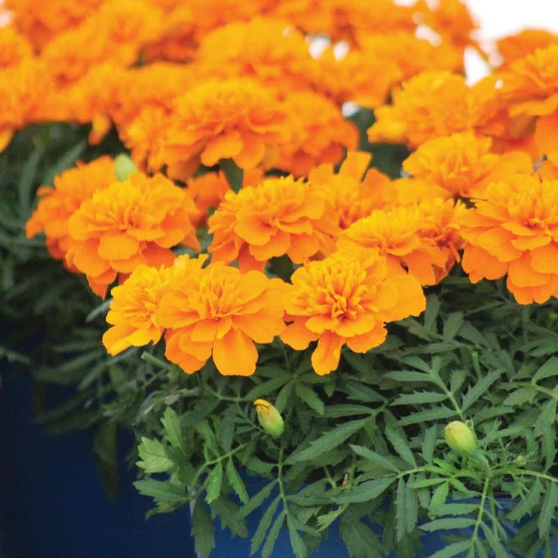 Bonanza Deep Orange Marigold Seeds