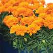 Bonanza Deep Orange Marigold Seeds