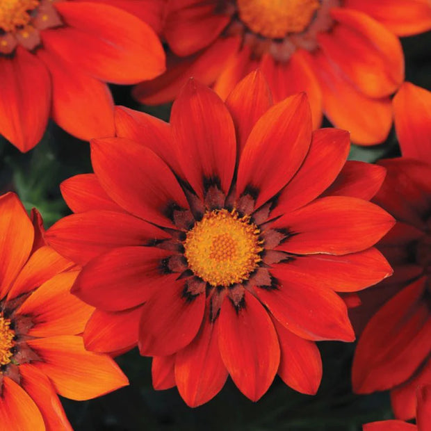 Gazania New Day Red Shades