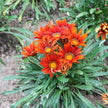 Gazania New Day Red Shades
