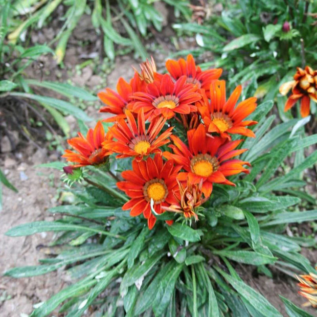 Gazania New Day Red Shades