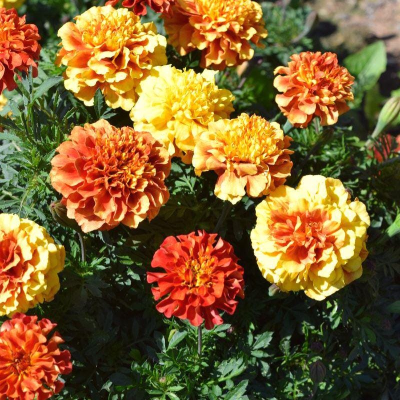 Heirloom Marigold New World Strawberry Blonde Seed