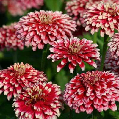 Mazurkia Zinnia Seed