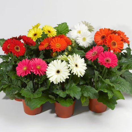 Gerbera Bengal Mix Seed