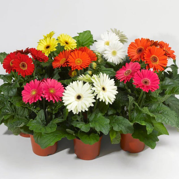 Gerbera Bengal Mix Seed