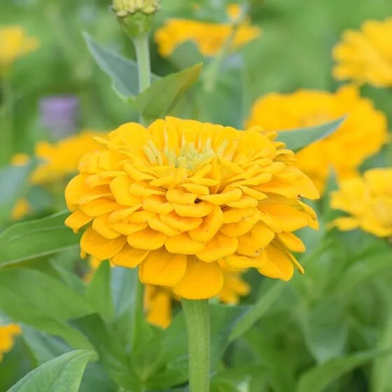 Confetti Zinnia Mix Seeds