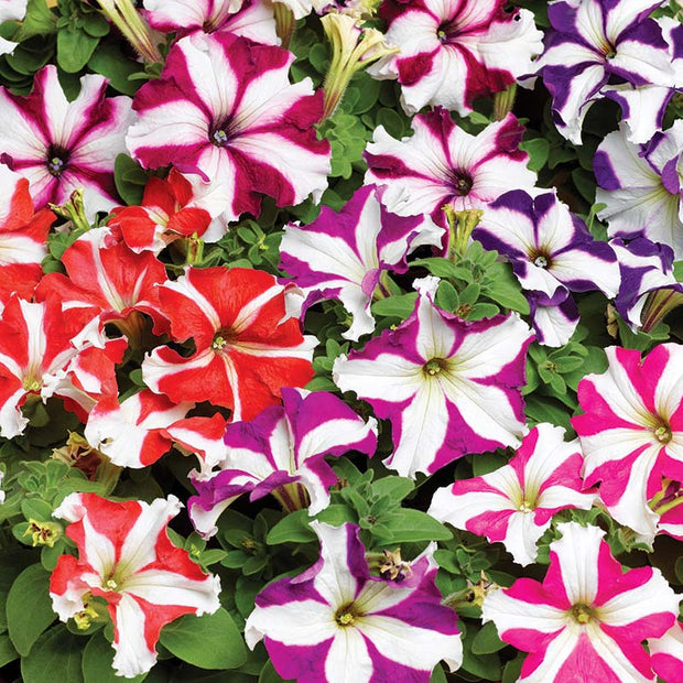 Petunia Tritunia Star Mix Seeds