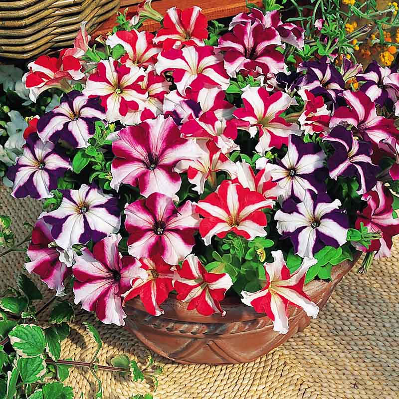 Petunia Tritunia Star Mix Seeds