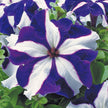 Petunia Tritunia Star Mix Seeds