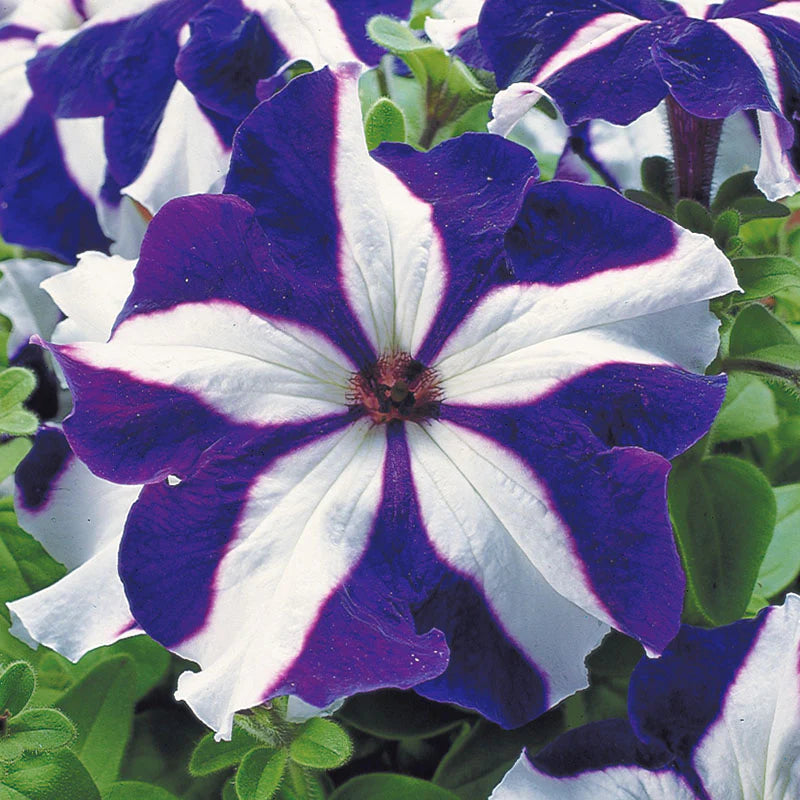 Petunia Tritunia Star Mix Seeds