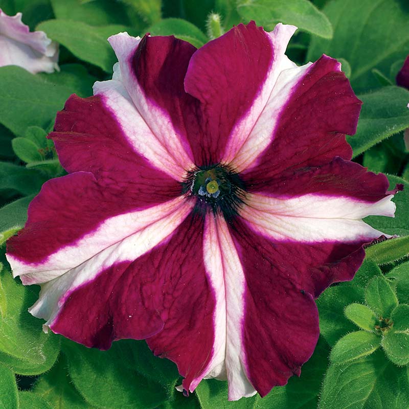 Petunia Tritunia Star Mix Seeds