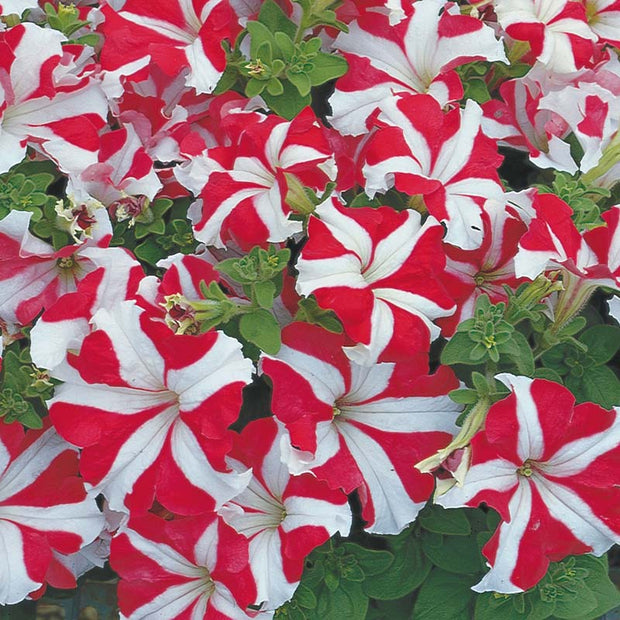 Petunia Tritunia Star Mix Seeds