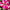 Petunia Tritunia Star Mix Seeds