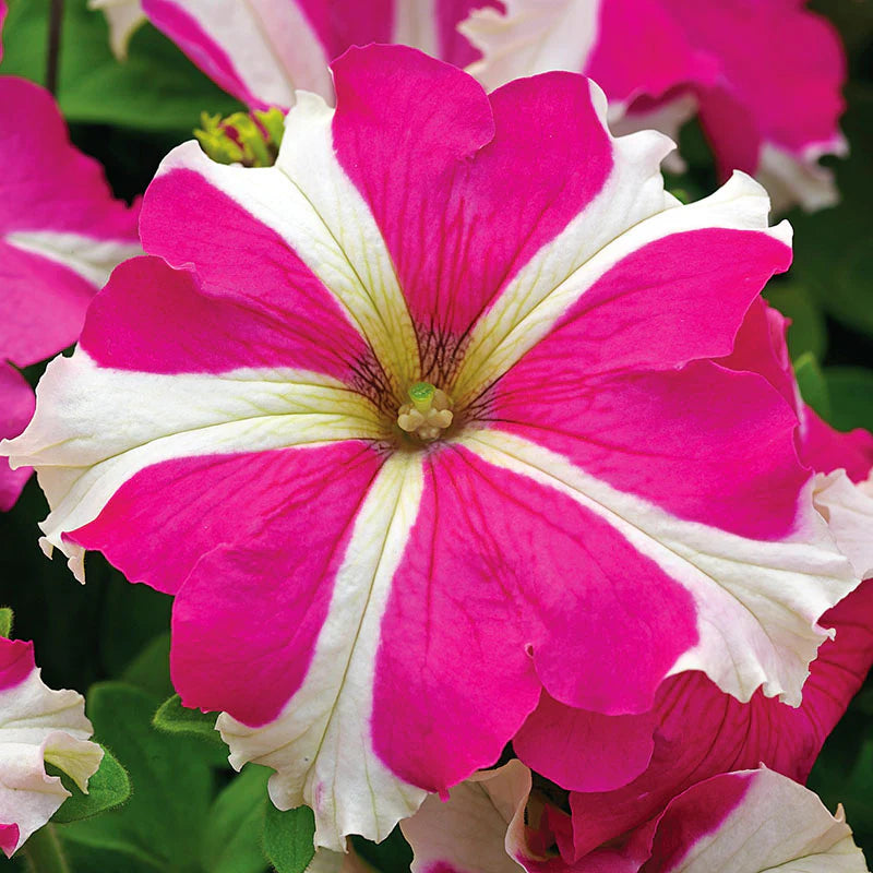 Petunia Tritunia Star Mix Seeds