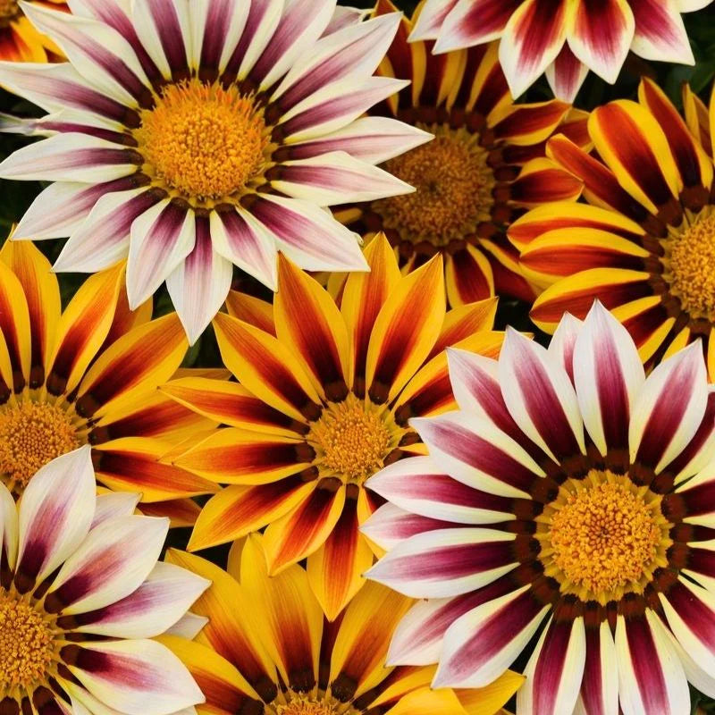 Gazania New Day Tiger Mix Seed