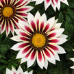 Gazania New Day Tiger Mix Seed