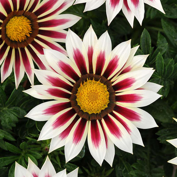 Gazania New Day Tiger Mix Seed