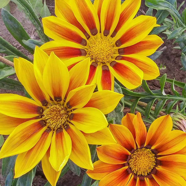 Gazania New Day Tiger Mix Seed