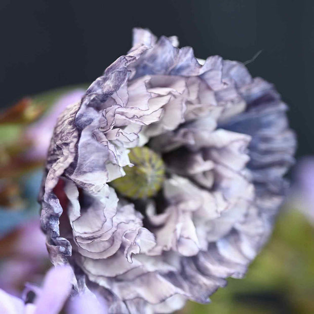 Poppy Seeds Amazing Grey