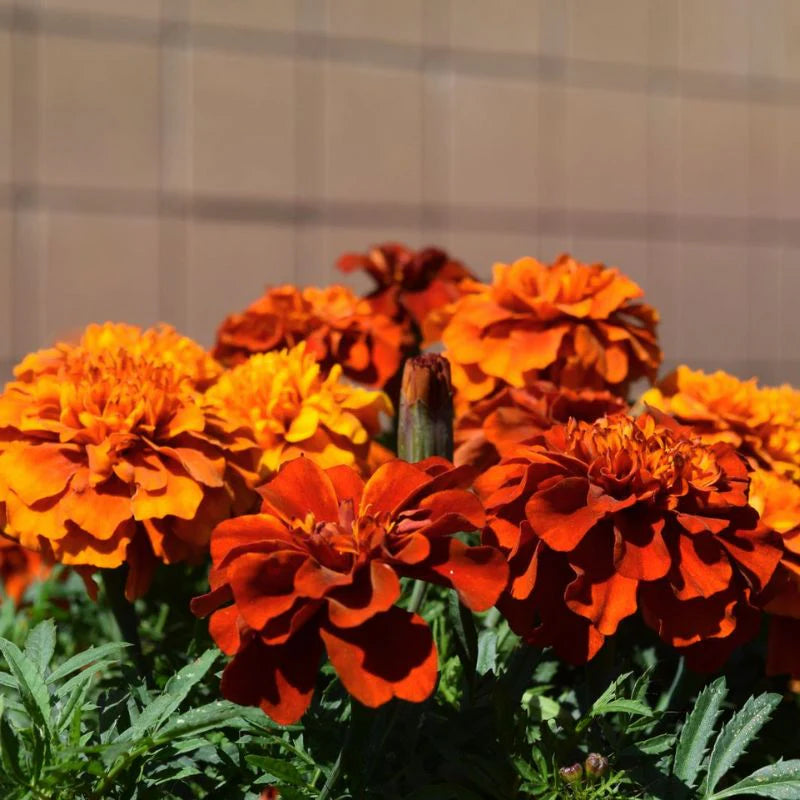 New World Fireball Heirloom Marigold Seeds