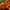 New World Fireball Heirloom Marigold Seeds