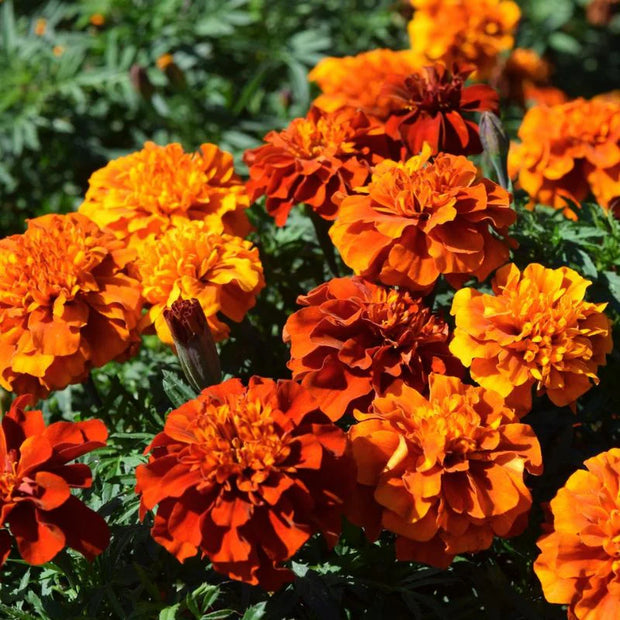 New World Fireball Heirloom Marigold Seeds