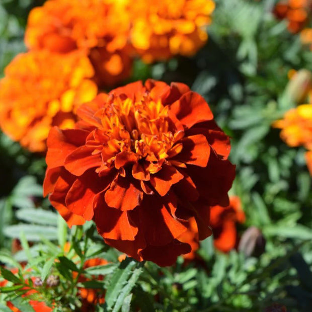New World Fireball Heirloom Marigold Seeds
