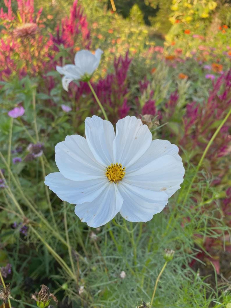 Afternoon White Mix Cosmos Seeds Afternoon White