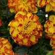 Marigold Flamenco Seeds
