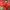 Zinnia Oklahoma Scarlet Red Seeds