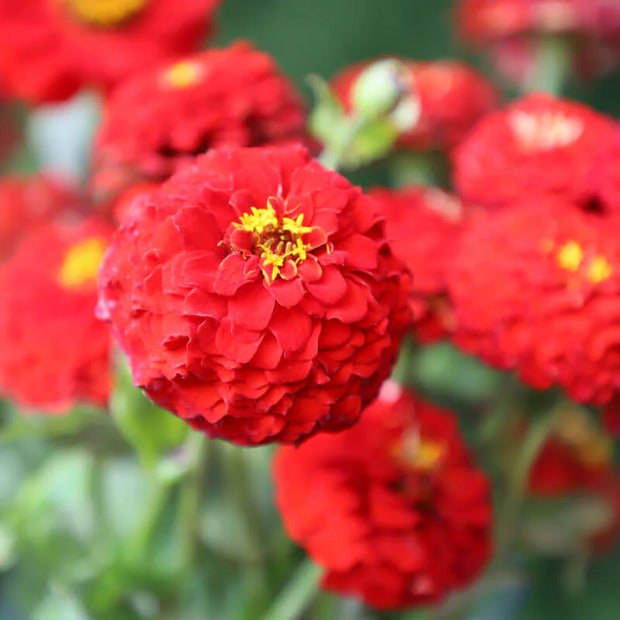 Oklahoma Scarlet Red Zinnia Seeds